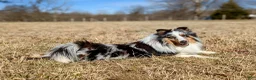 Shetland Sheepdog dogs for sale: Tucker - Ad 7