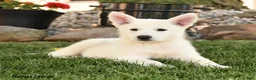 German Shepherd dogs for sale: Frank  - Ad 3