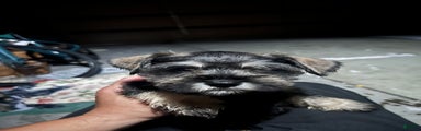 Miniature Schnauzer Puppy 2