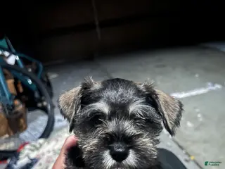 Miniature Schnauzer dogs Miniature Schnauzer Puppy 2 - Ad 2