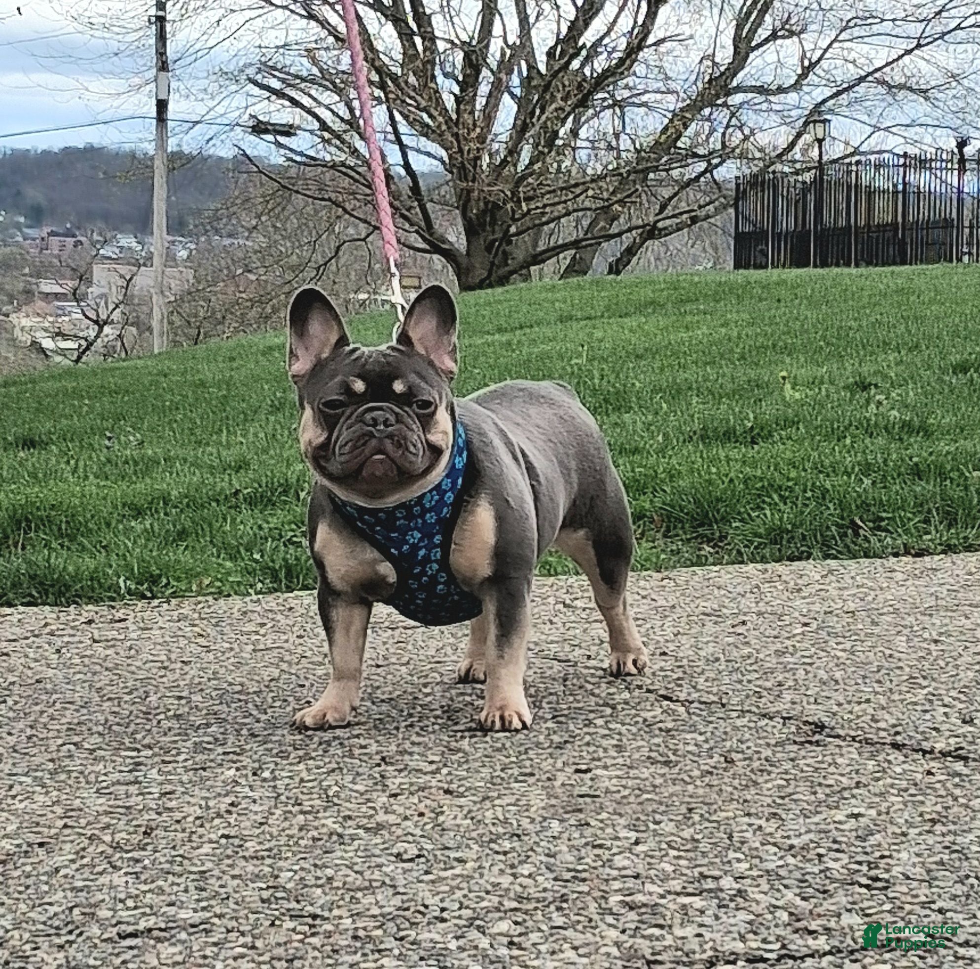 French Bulldog dogs Camille  - Ad 2