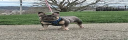 French Bulldog dogs for sale: BRUNO - Ad 2