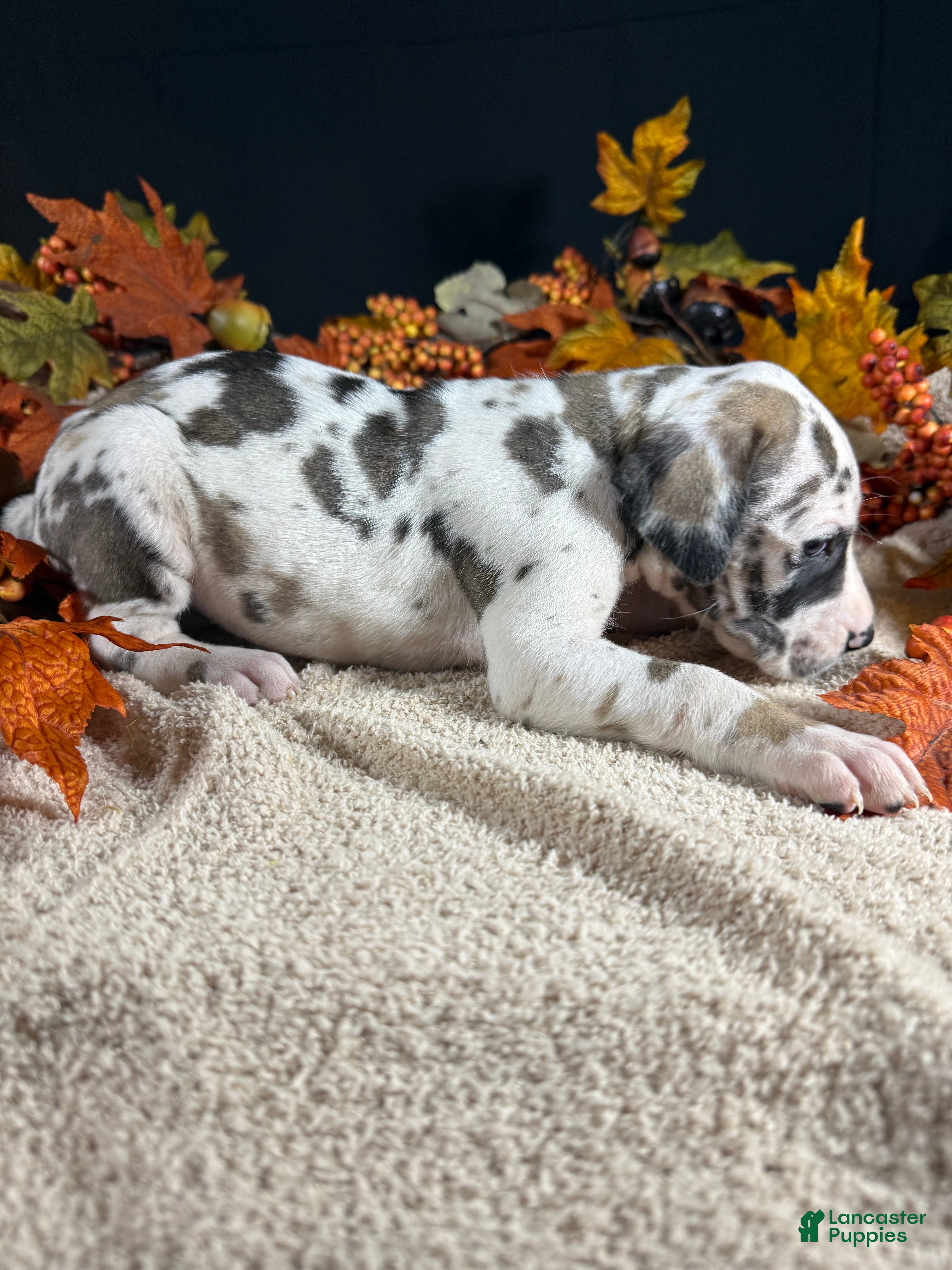 Great Dane dogs Sparkler  - Ad 2
