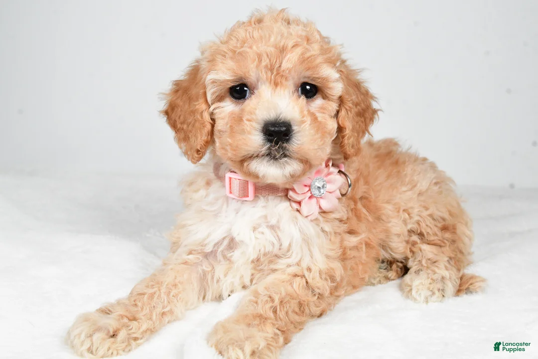 Bichpoo dogs for sale: Monica - Ad 2
