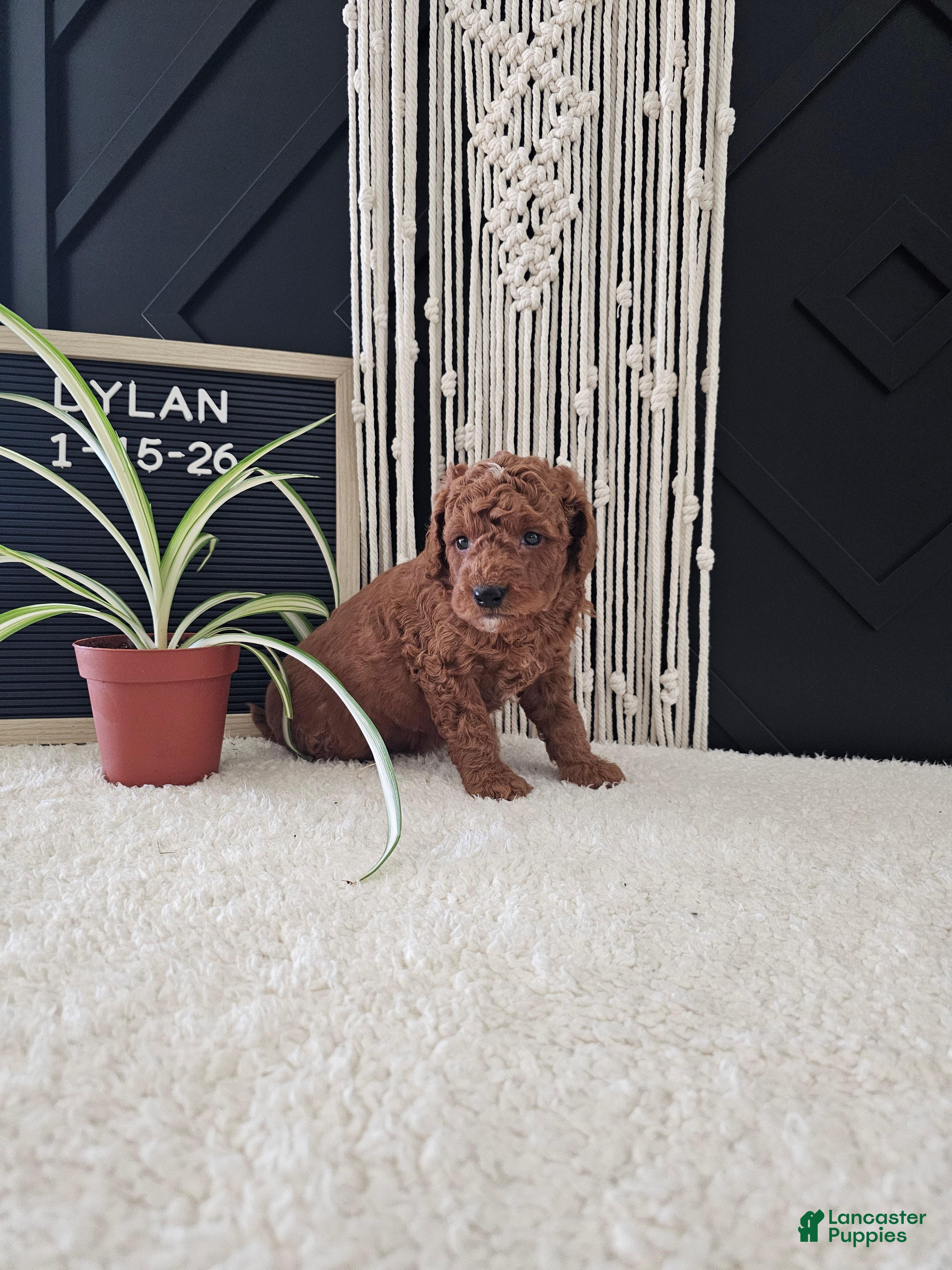Mini Goldendoodle dogs Dylan - Ad 2