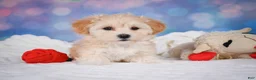 Maltipoo dogs for sale: Maggie - Ad 5