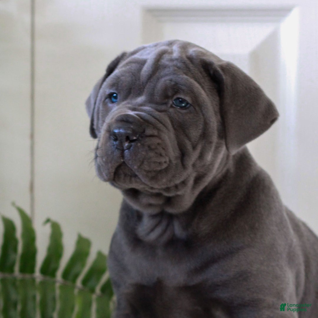 Cane Corso dogs for sale: Kylie - ICCF - Ad 2