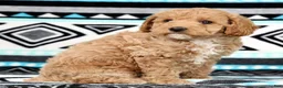 Cockapoo dogs for sale: Katie - Ad 4
