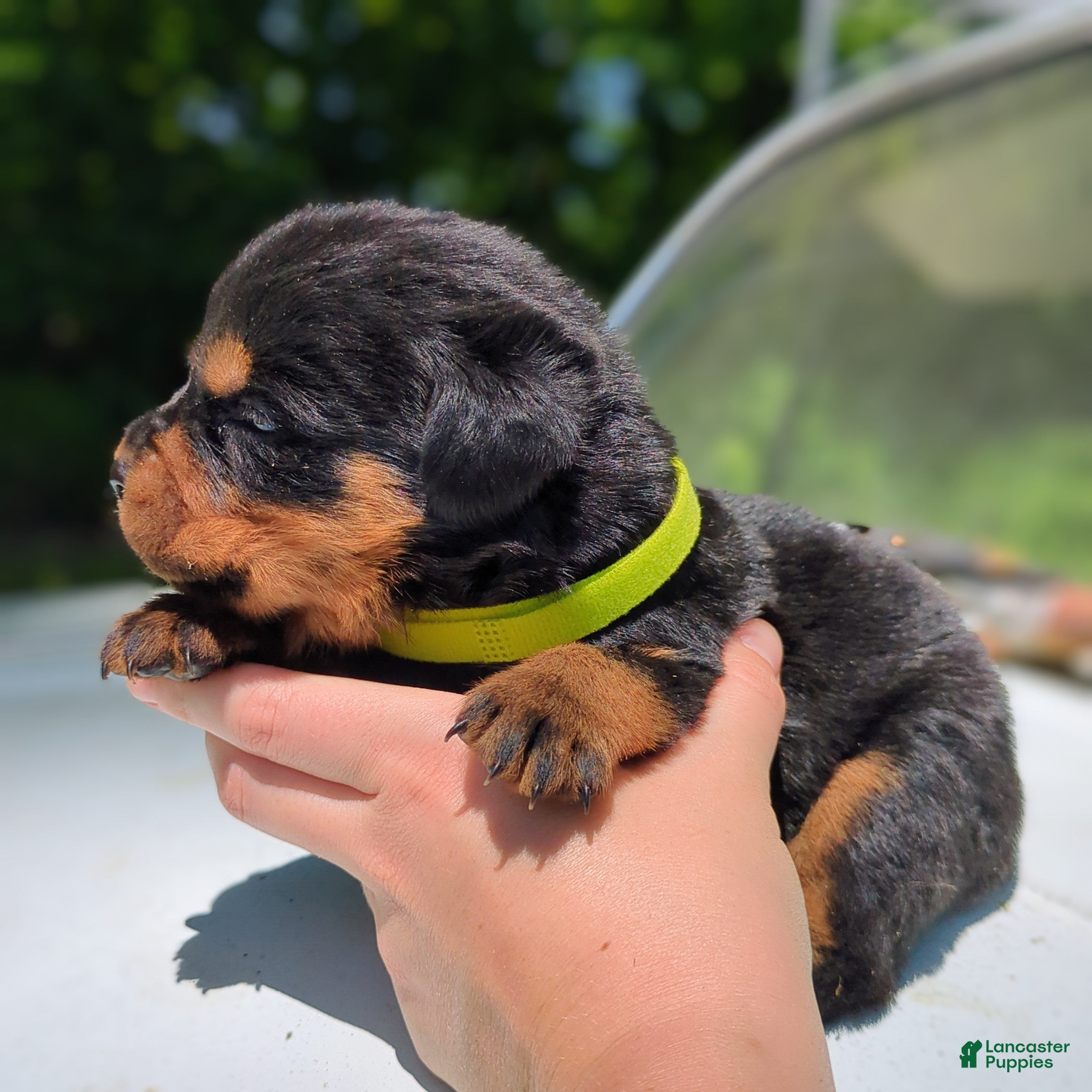 Rottweiler dogs for sale: Alfa - Ad 2