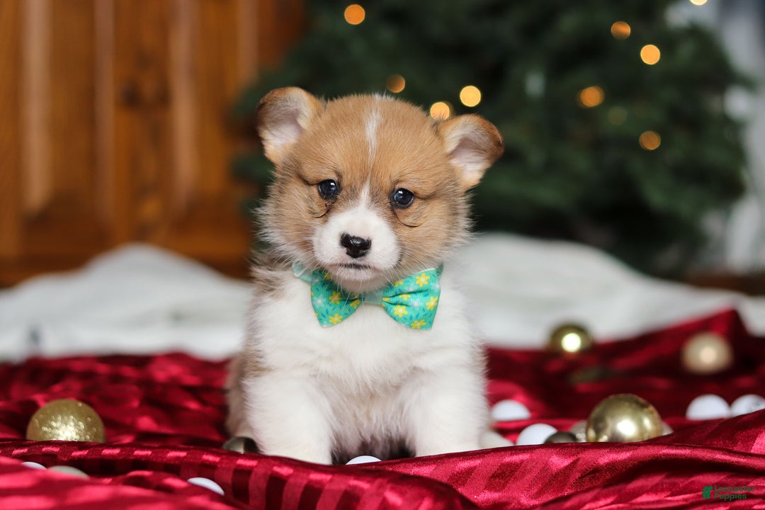Welsh Corgi Pembroke dogs for sale: Santa - Ad 1