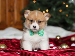 Welsh Corgi Pembroke dogs Santa - Ad 38