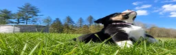 Mixed Breed dogs for sale: Mixed Breed Puppy 4 - Ad 2
