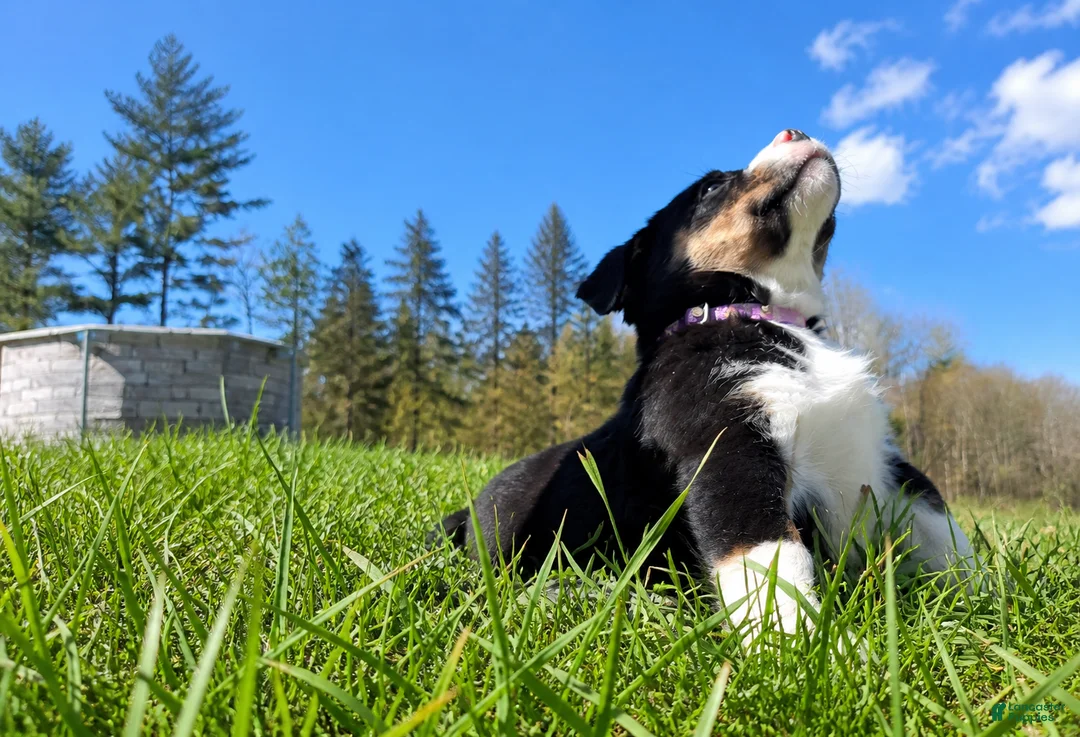 Mixed Breed dogs for sale: Mixed Breed Puppy 4 - Ad 2