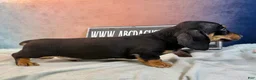 Miniature Dachshund dogs for sale: AKC import smooth - Ad 6