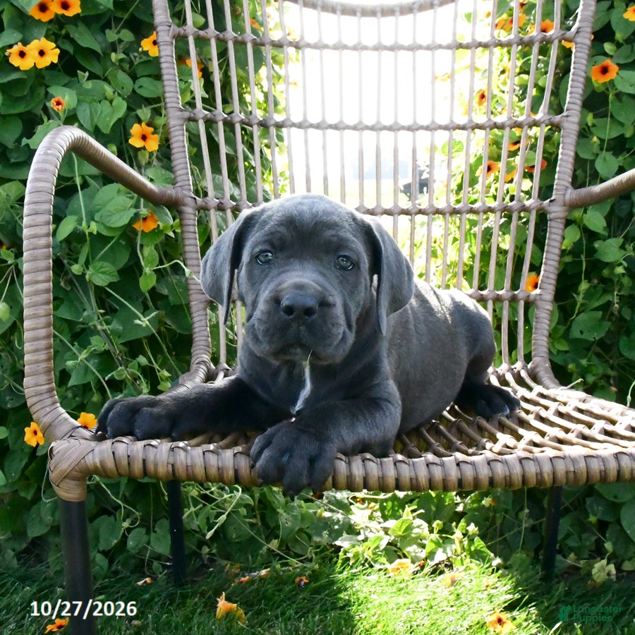 Cane Corso dogs for sale: Sage - Ad 2