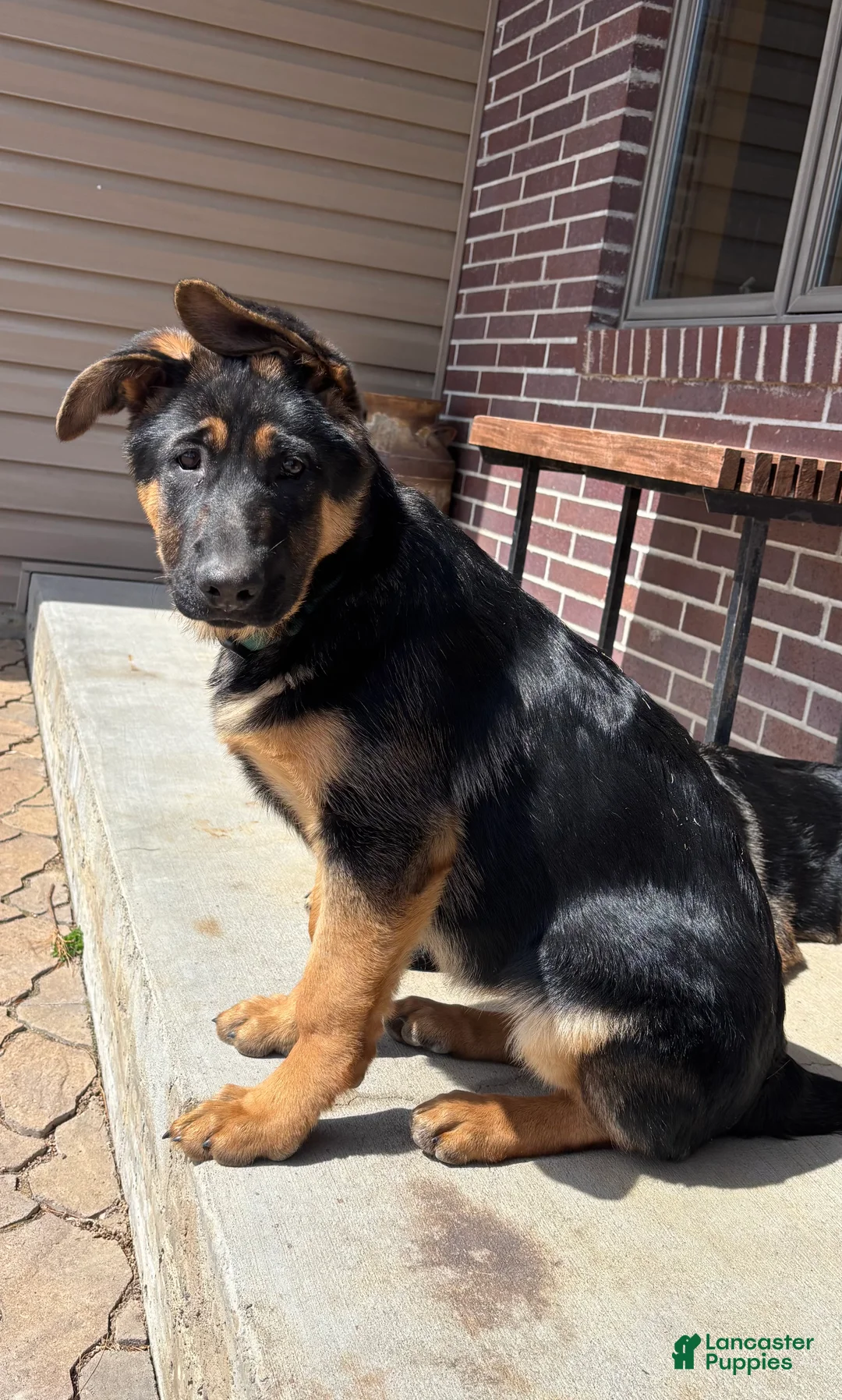 German Shepherd dogs for sale: German Shepherd Puppy 3 - Ad 1