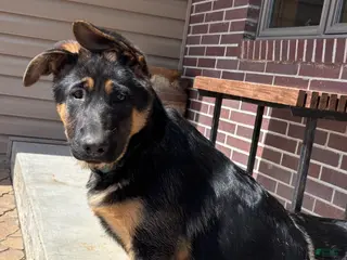 German Shepherd dogs German Shepherd Puppy 3 - Ad 4