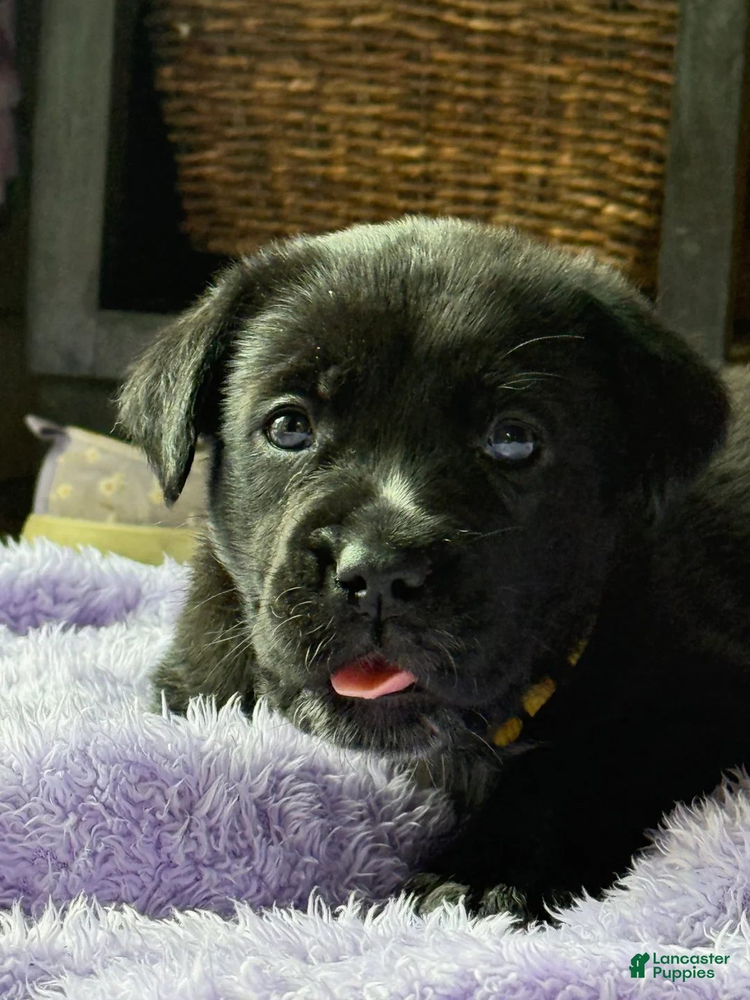 Mixed Breed dogs for sale: Blackberry - Ad 1