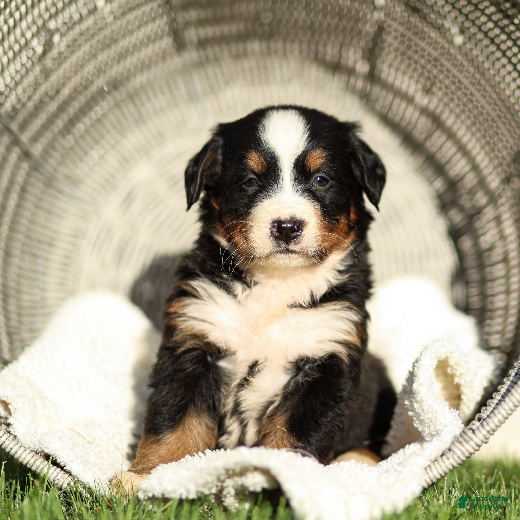 Bernese Mountain Dog dogs Jade Bernese Mountain Dog  - Ad 2