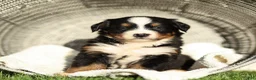 Bernese Mountain Dog dogs for sale: Jade Bernese Mountain Dog  - Ad 2