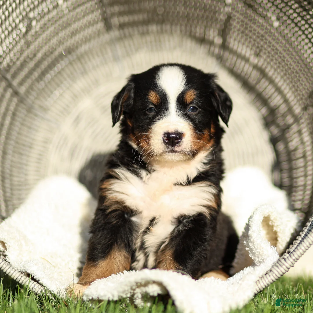 Bernese Mountain Dog dogs for sale: Jade Bernese Mountain Dog  - Ad 2