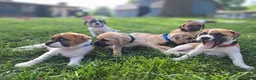 Jug dogs for sale: Pepper - Ad 3