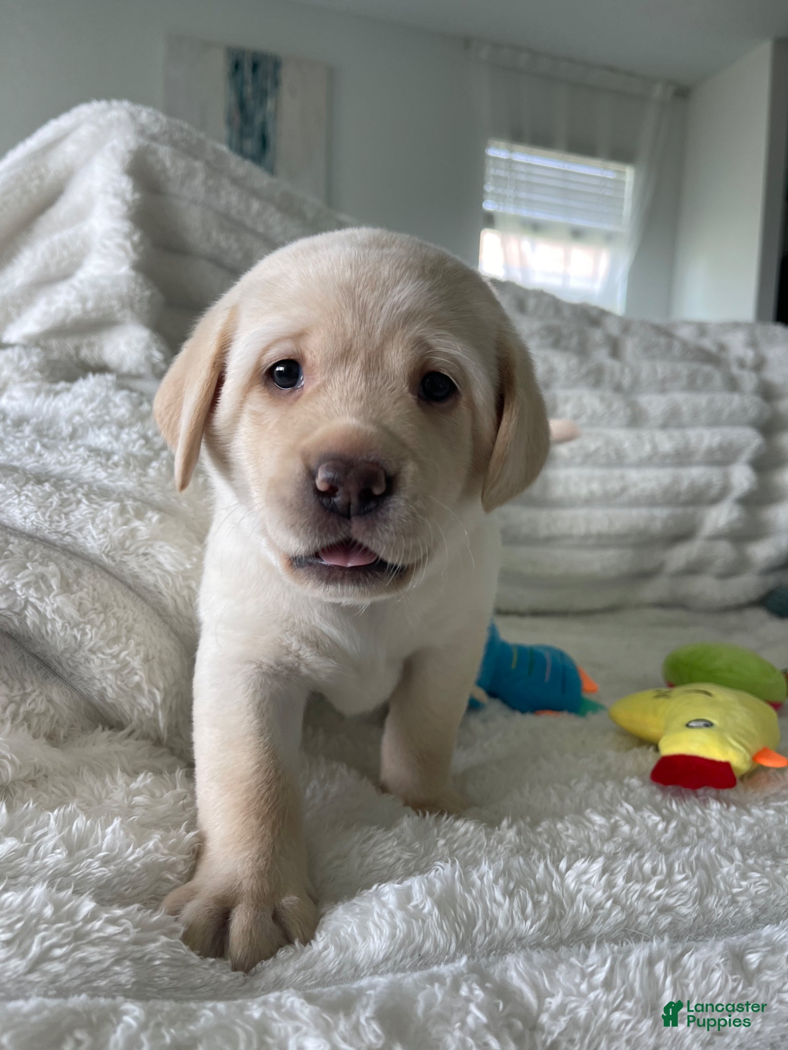 Labrador Retriever Puppy -LUNA