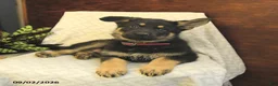 German Shepherd dogs for sale: Montana - Ad 3