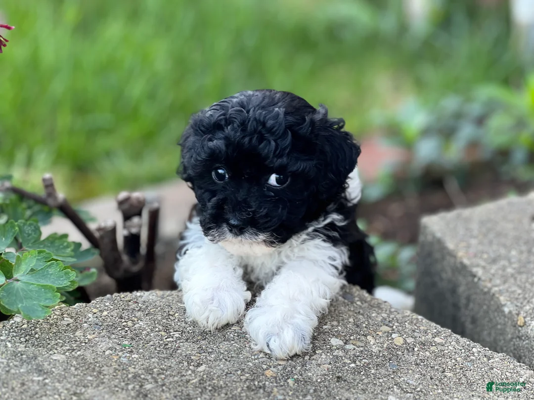 Havapoo dogs for sale: Flower - Ad 3