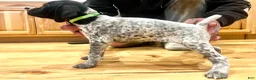 German Shorthaired Pointer dogs for sale: Martha Mae - Ad 13