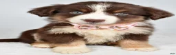 Miniature Australian Shepherd dogs for sale: Fiona - Ad 6