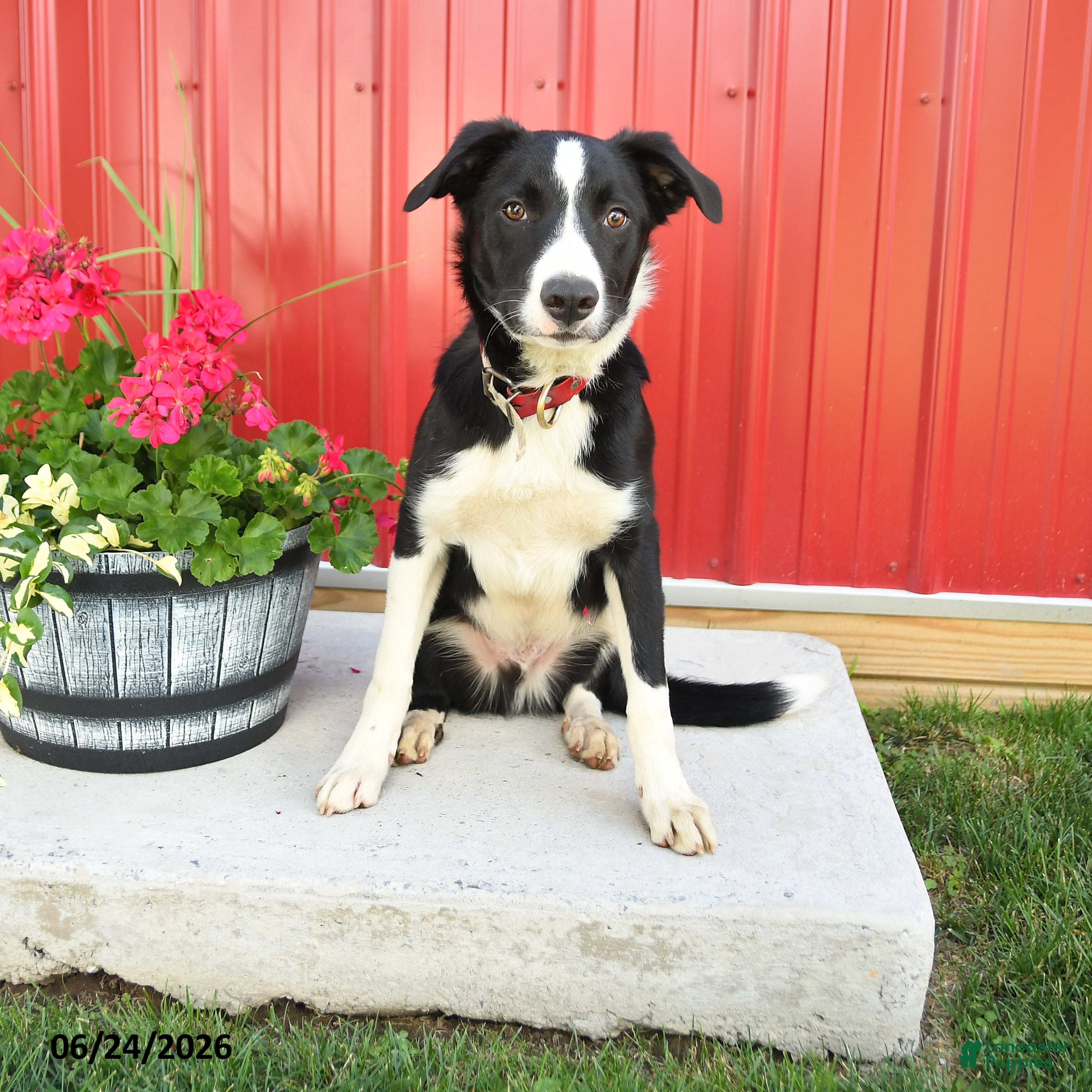 Border Collie dogs Ranger - Ad 1