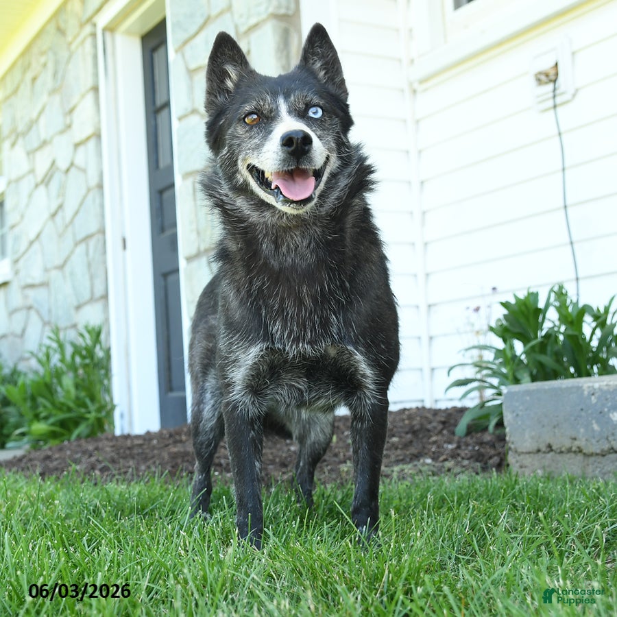 Pomsky dogs for sale: Arianne - Ad 3