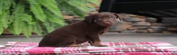 Labrador Retriever dogs for sale: Chase - Ad 4