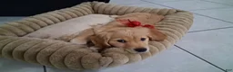 Golden Retriever dogs for sale: Sophia - Ad 2