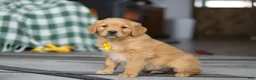 Golden Retriever dogs for sale: Ramco - Ad 3