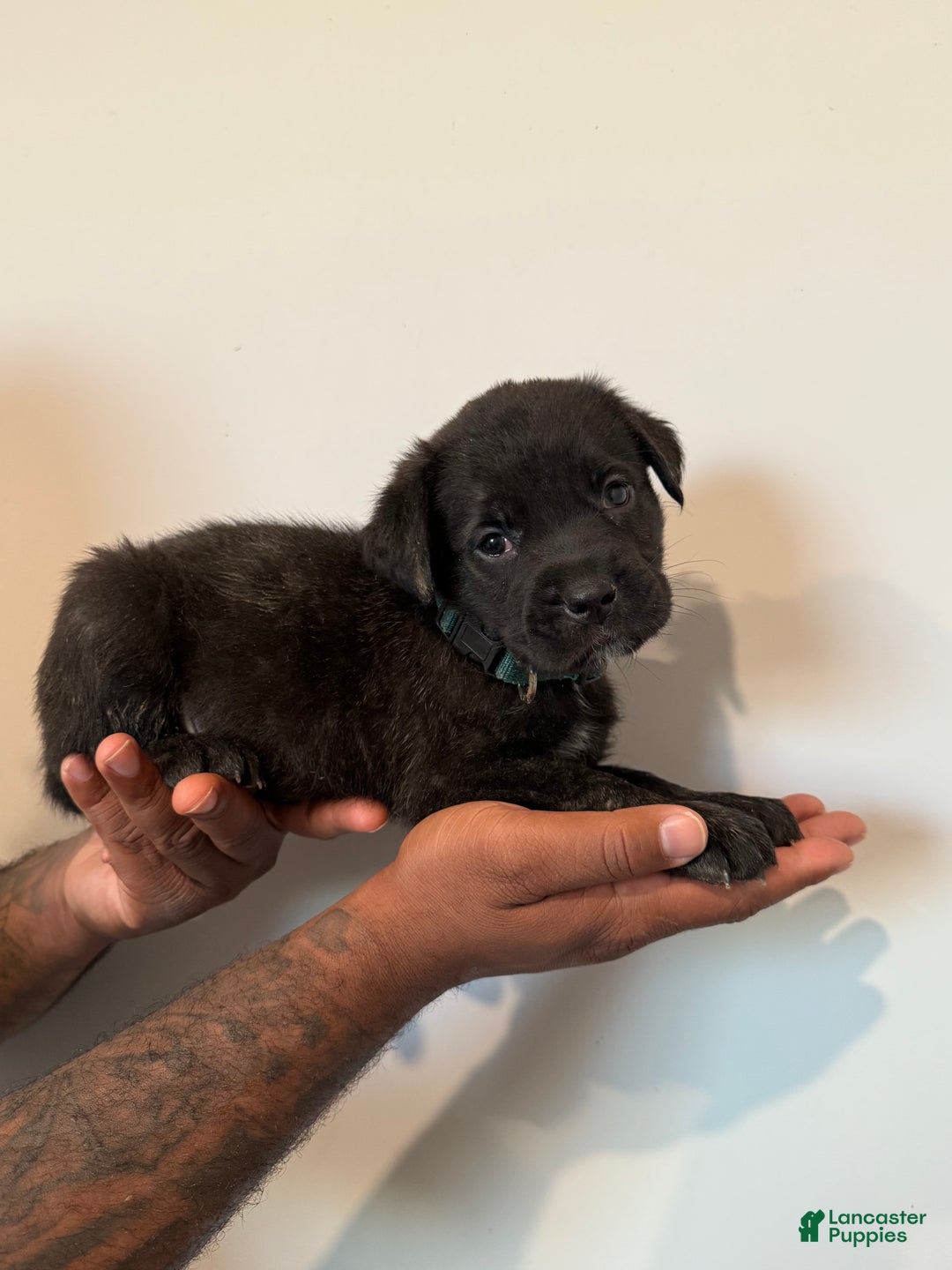 Cane Corso dogs for sale: CJ - Ad 2
