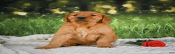 Golden Retriever dogs for sale: Jack - Ad 4