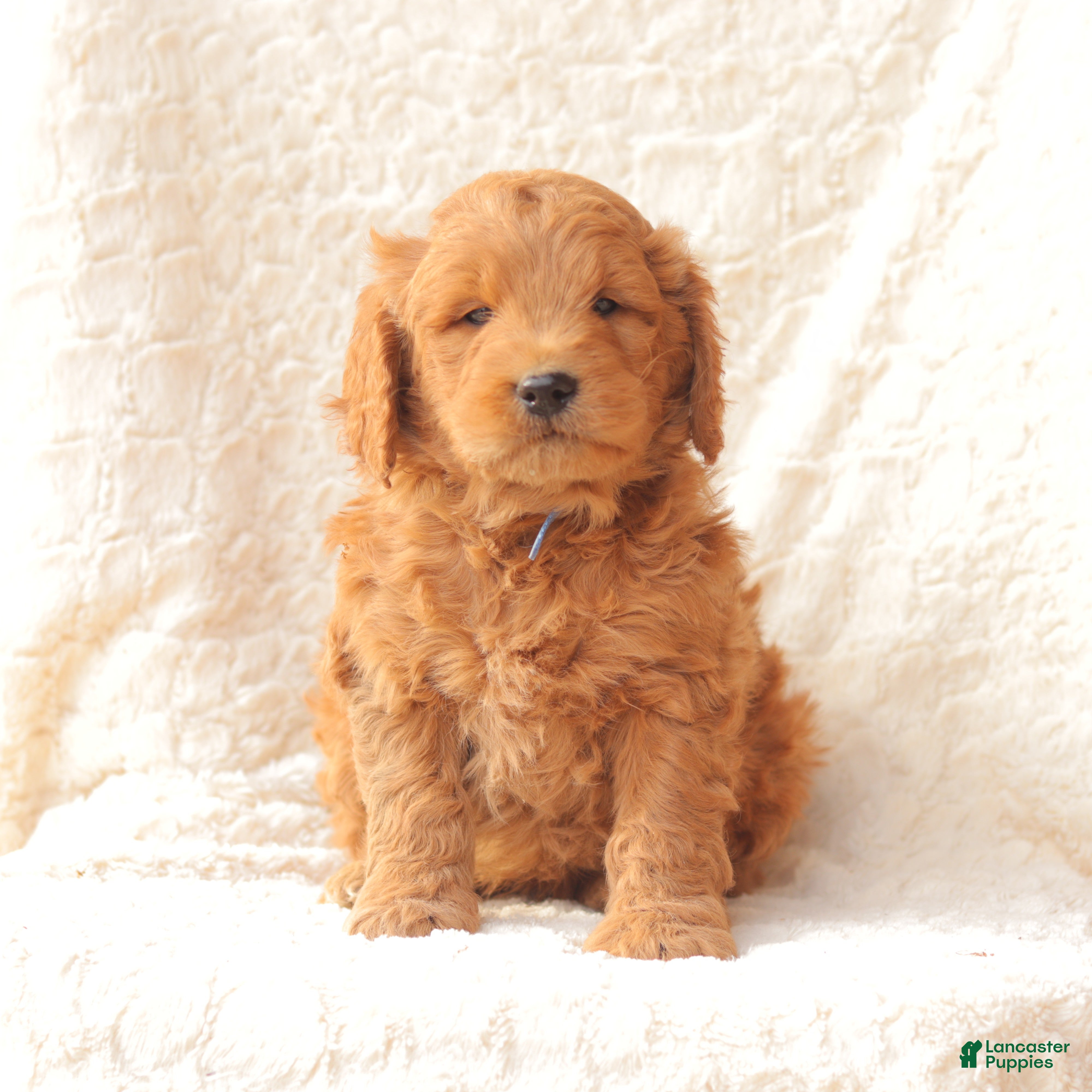 Mini Goldendoodle dogs Snickers - Ad 31
