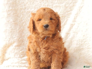 Mini Goldendoodle dogs for sale: Snickers - Ad 4