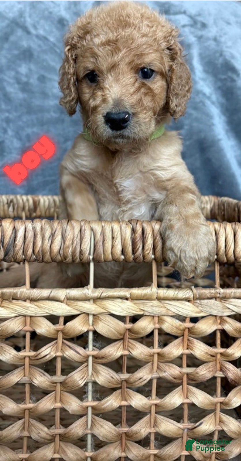 Goldendoodle dogs for sale: Goldendoodle Puppy 1 - Ad 1