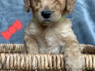 Goldendoodle dogs for sale: Goldendoodle Puppy 1 - Ad 1