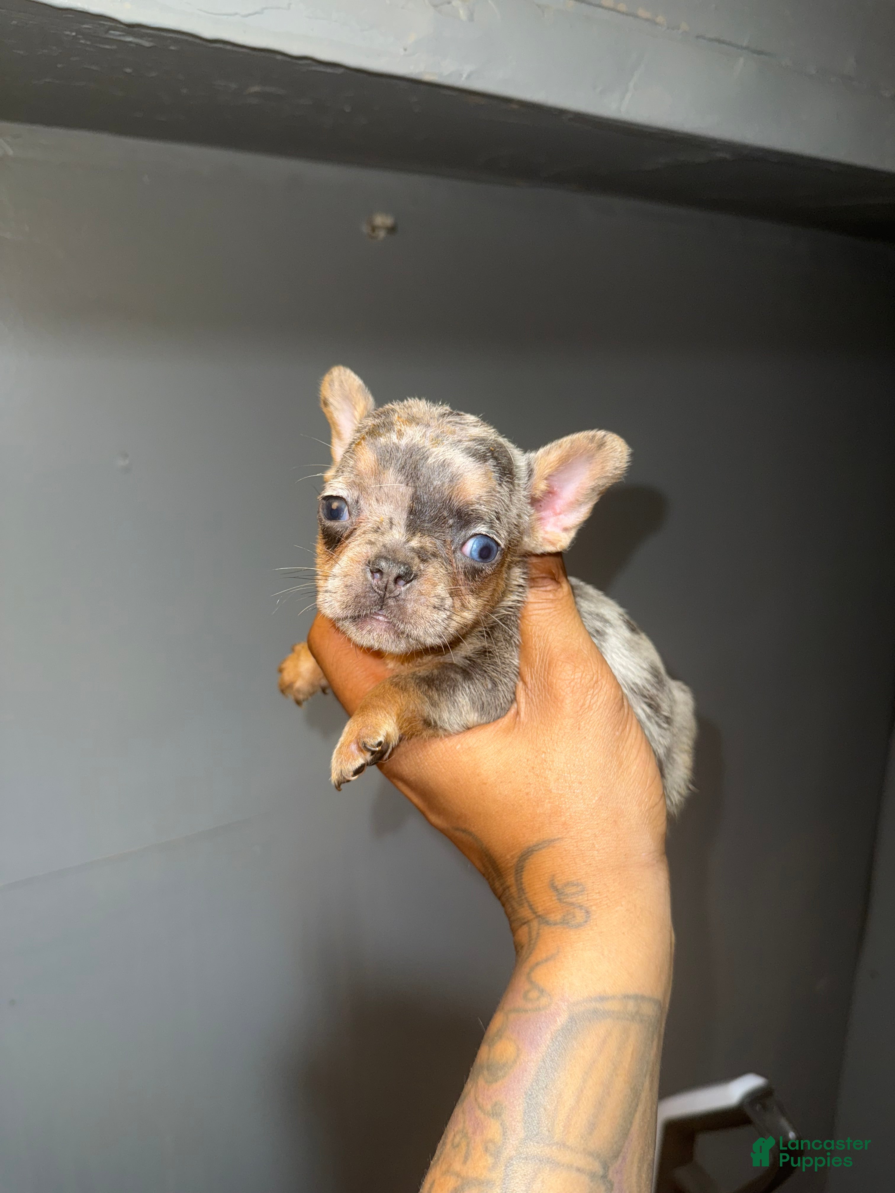 French Bulldog dogs for sale: French Bulldog Puppy 6 - Ad 3