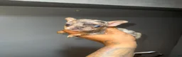 French Bulldog dogs for sale: French Bulldog Puppy 6 - Ad 1