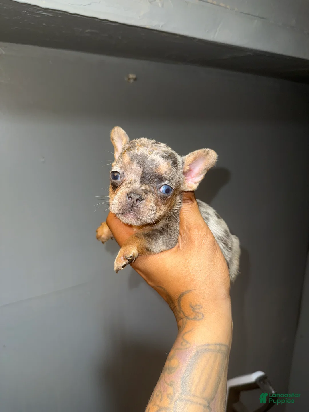 French Bulldog dogs for sale: French Bulldog Puppy 6 - Ad 1