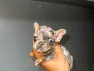 French Bulldog dogs for sale: French Bulldog Puppy 6 - Ad 3