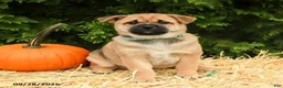 Mixed Breed dogs for sale: Ryley - Ad 3