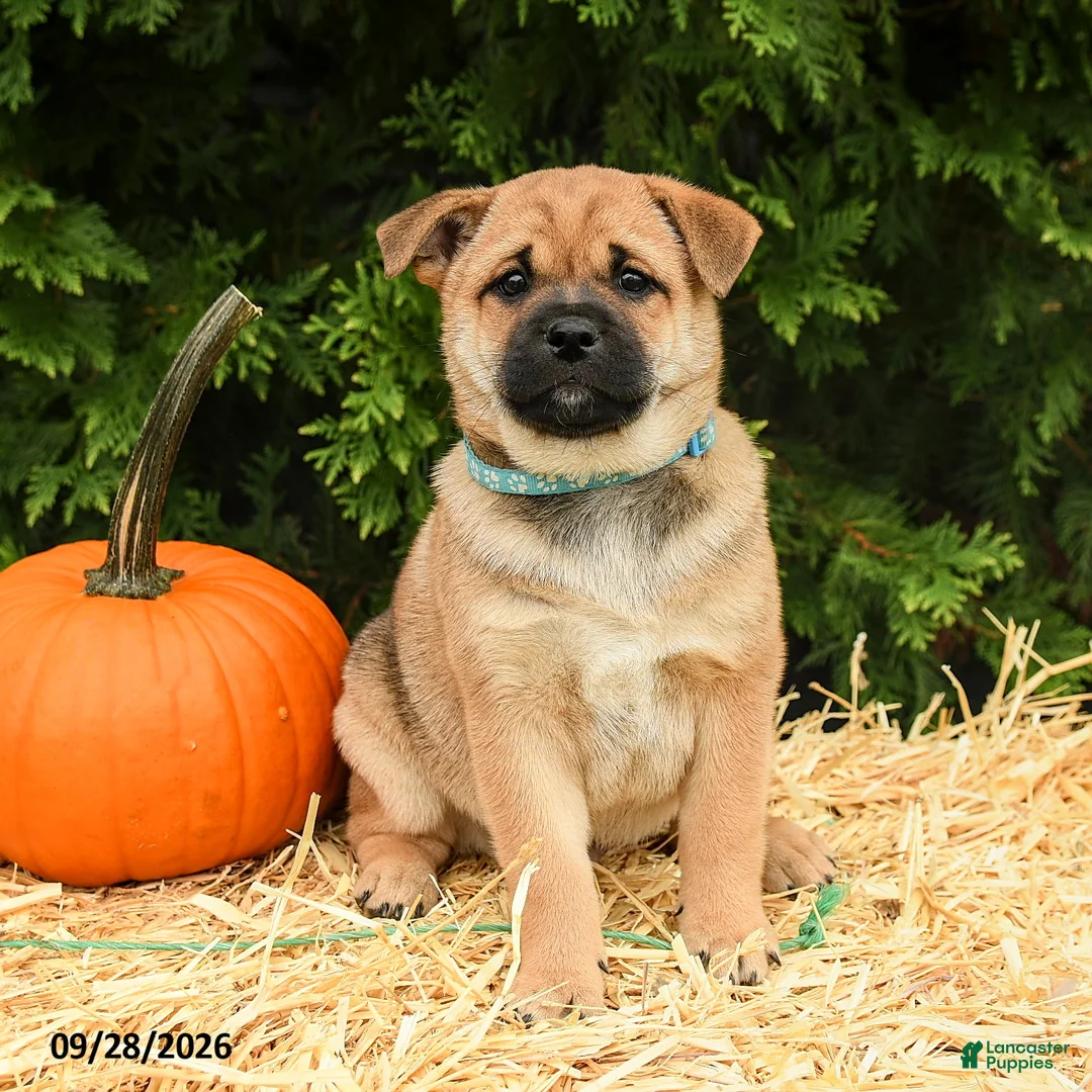 Mixed Breed dogs for sale: Ryley - Ad 3