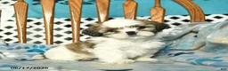 Shih Tzu dogs for sale: Sky   - Ad 1