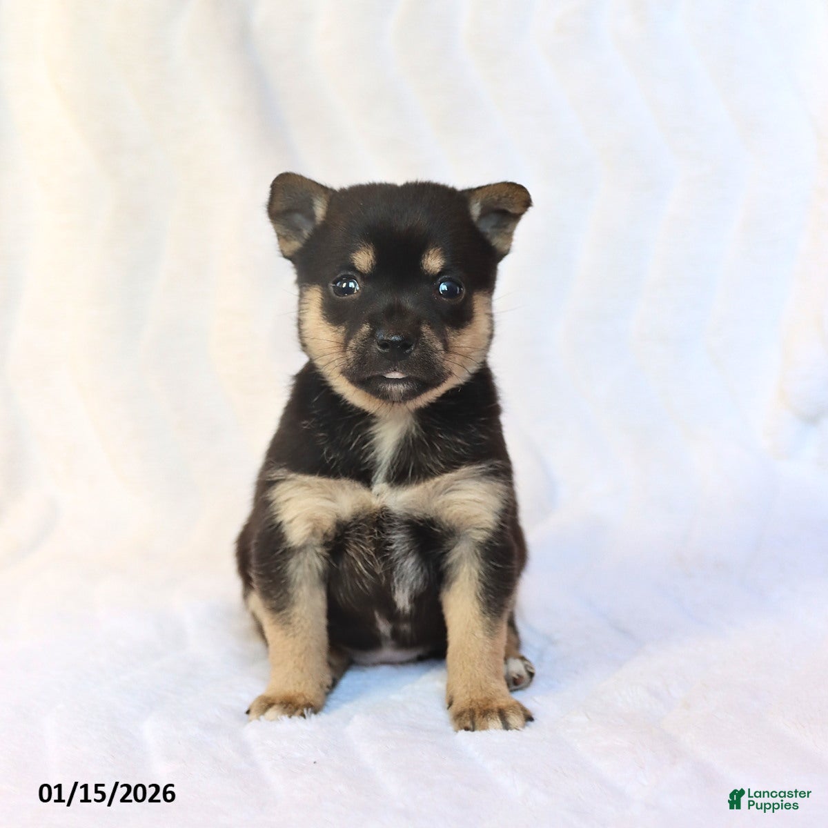 Mixed Breed dogs Kira - Ad 1